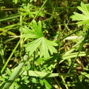 Geranium neglectum at Paddys River, ACT - 25 Jan 2021