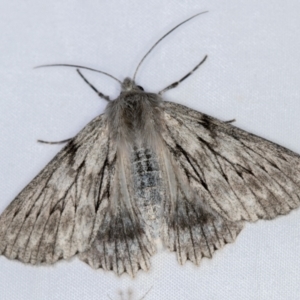 Cyneoterpna wilsoni at Melba, ACT - 3 Jan 2021 10:47 PM