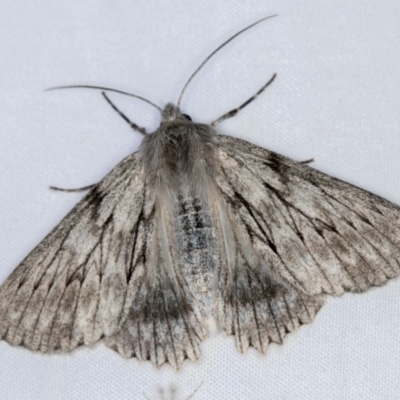 Cyneoterpna wilsoni (Cyneoterpna wilsoni) at Melba, ACT - 3 Jan 2021 by Bron