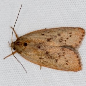 Heliocausta undescribed species at Melba, ACT - 3 Jan 2021