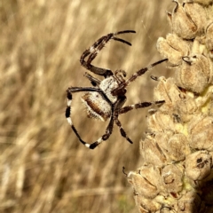 Araneidae (family) (Orb weaver) at Jerrabomberra, NSW - 26 Jan 2021 by Wandiyali