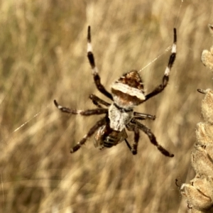 Araneidae (family) at Jerrabomberra, NSW - 26 Jan 2021 07:55 AM