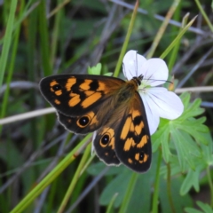 Heteronympha cordace (Bright-eyed Brown) at Paddys River, ACT - 25 Jan 2021 by MatthewFrawley