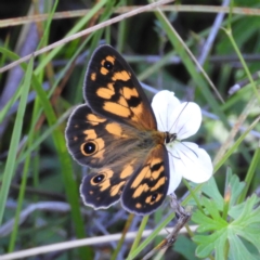 Heteronympha cordace at Paddys River, ACT - 25 Jan 2021