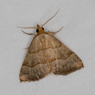 Meranda susialis (Three-lined Snout) at Melba, ACT - 3 Jan 2021 by Bron