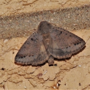 Pantydia sparsa at Wanniassa, ACT - 24 Jan 2021 10:30 PM