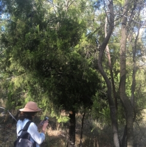 Exocarpos cupressiformis at Majura, ACT - 23 Jan 2021