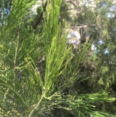 Exocarpos cupressiformis at Majura, ACT - 23 Jan 2021