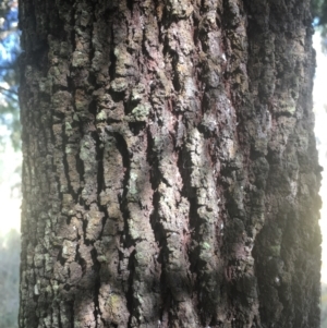 Exocarpos cupressiformis at Majura, ACT - 23 Jan 2021