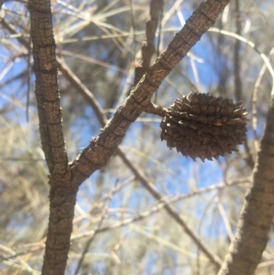 Allocasuarina verticillata (Drooping Sheoak) at Majura, ACT - 22 Jan 2021 by alex_watt