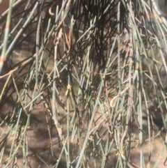 Allocasuarina verticillata at Majura, ACT - 23 Jan 2021 10:44 AM