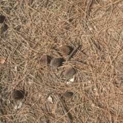 Allocasuarina verticillata at Majura, ACT - 23 Jan 2021