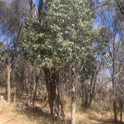 Brachychiton populneus subsp. populneus (Kurrajong) at Majura, ACT - 22 Jan 2021 by alex_watt