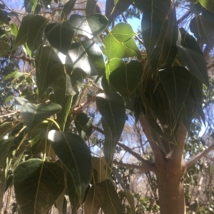 Brachychiton populneus subsp. populneus at Majura, ACT - 23 Jan 2021