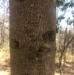 Brachychiton populneus subsp. populneus at Majura, ACT - 23 Jan 2021 10:45 AM