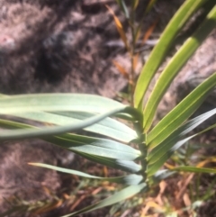 Stypandra glauca (Nodding Blue Lily) at Majura, ACT - 22 Jan 2021 by alex_watt