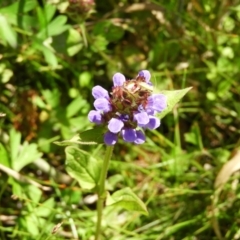 Prunella vulgaris (Self-heal, Heal All) at Paddys River, ACT - 25 Jan 2021 by MatthewFrawley