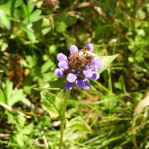 Prunella vulgaris at Paddys River, ACT - 25 Jan 2021 11:31 AM