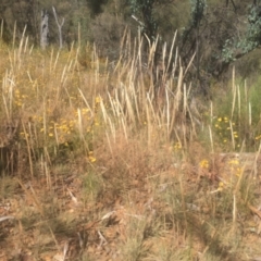 Austrostipa densiflora (Foxtail Speargrass) at Majura, ACT - 23 Jan 2021 by alexwatt