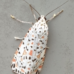 Utetheisa pulchelloides (Heliotrope Moth) at Cook, ACT - 26 Jan 2021 by drakes