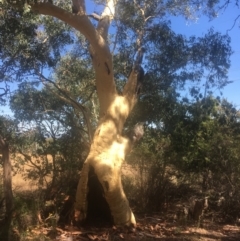 Eucalyptus rossii (Inland Scribbly Gum) at Hackett, ACT - 22 Jan 2021 by alex_watt
