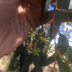 Eucalyptus rossii at Hackett, ACT - 23 Jan 2021