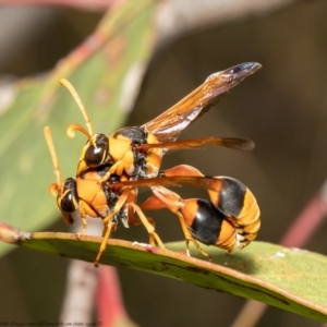 Delta bicinctum at Bruce, ACT - 26 Jan 2021