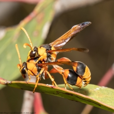 Delta bicinctum (Potter wasp) at Bruce, ACT - 25 Jan 2021 by Roger