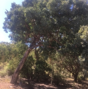 Eucalyptus polyanthemos at Mount Ainslie - 23 Jan 2021 11:04 AM