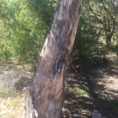 Eucalyptus polyanthemos at Mount Ainslie - 23 Jan 2021 11:04 AM