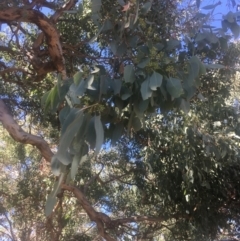 Eucalyptus polyanthemos at Mount Ainslie - 23 Jan 2021