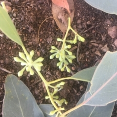 Eucalyptus polyanthemos at Mount Ainslie - 23 Jan 2021 11:04 AM