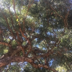 Eucalyptus polyanthemos at Mount Ainslie - 23 Jan 2021 11:04 AM