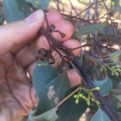 Eucalyptus polyanthemos (Red Box) at Hackett, ACT - 23 Jan 2021 by alexwatt