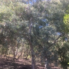 Eucalyptus polyanthemos at Mount Ainslie - 23 Jan 2021 11:06 AM