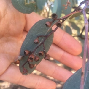 Eucalyptus polyanthemos at Mount Ainslie - 23 Jan 2021 11:06 AM