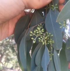 Eucalyptus polyanthemos at Mount Ainslie - 23 Jan 2021 11:06 AM