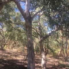 Eucalyptus polyanthemos at Hackett, ACT - 23 Jan 2021