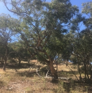 Eucalyptus polyanthemos at Mount Ainslie - 23 Jan 2021 10:09 AM