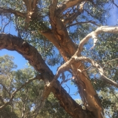 Eucalyptus polyanthemos at Mount Ainslie - 23 Jan 2021 10:09 AM