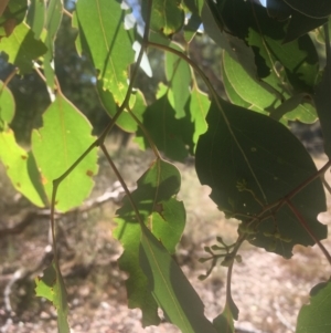 Eucalyptus polyanthemos at Mount Ainslie - 23 Jan 2021 10:09 AM