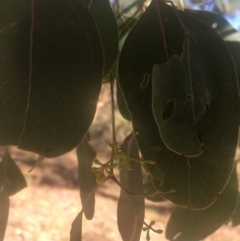 Eucalyptus polyanthemos at Mount Ainslie - 23 Jan 2021 10:09 AM