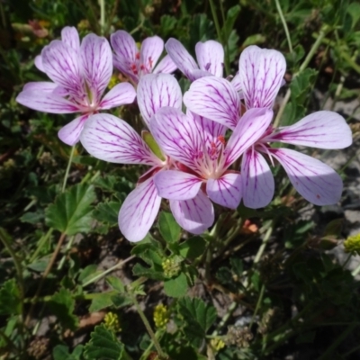 Pelargonium sp. Striatellum (G.W.Carr 10345) G.W.Carr (Omeo Storksbill) at Maffra, NSW - 14 Nov 2020 by AndyRussell