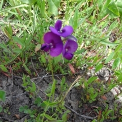 Swainsona sp. at Maffra, NSW - 14 Nov 2020 by AndyRussell