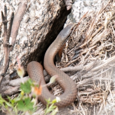 Drysdalia coronoides (White-lipped Snake) at Cotter River, ACT - 26 Jan 2021 by SWishart