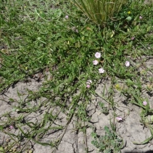 Convolvulus angustissimus subsp. angustissimus at Maffra, NSW - 14 Nov 2020