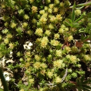 Scleranthus diander at Maffra, NSW - 14 Nov 2020