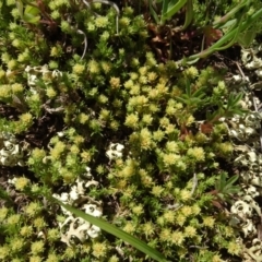 Scleranthus diander at Maffra, NSW - 14 Nov 2020