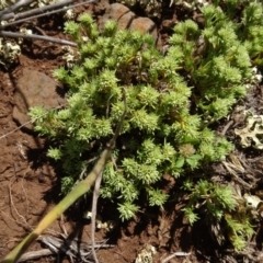 Scleranthus diander at Maffra, NSW - 14 Nov 2020