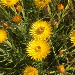 Xerochrysum subundulatum (Alpine Everlasting) at Kosciuszko National Park, NSW - 24 Jan 2021 by WalterEgo